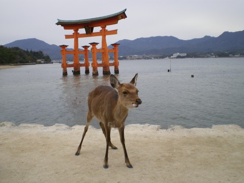 Cervatillo Miyajima