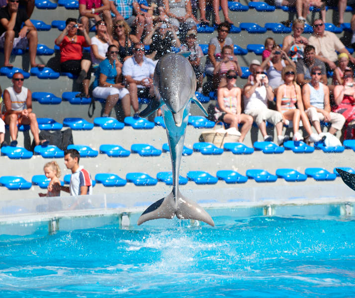 Delfines Albufeira